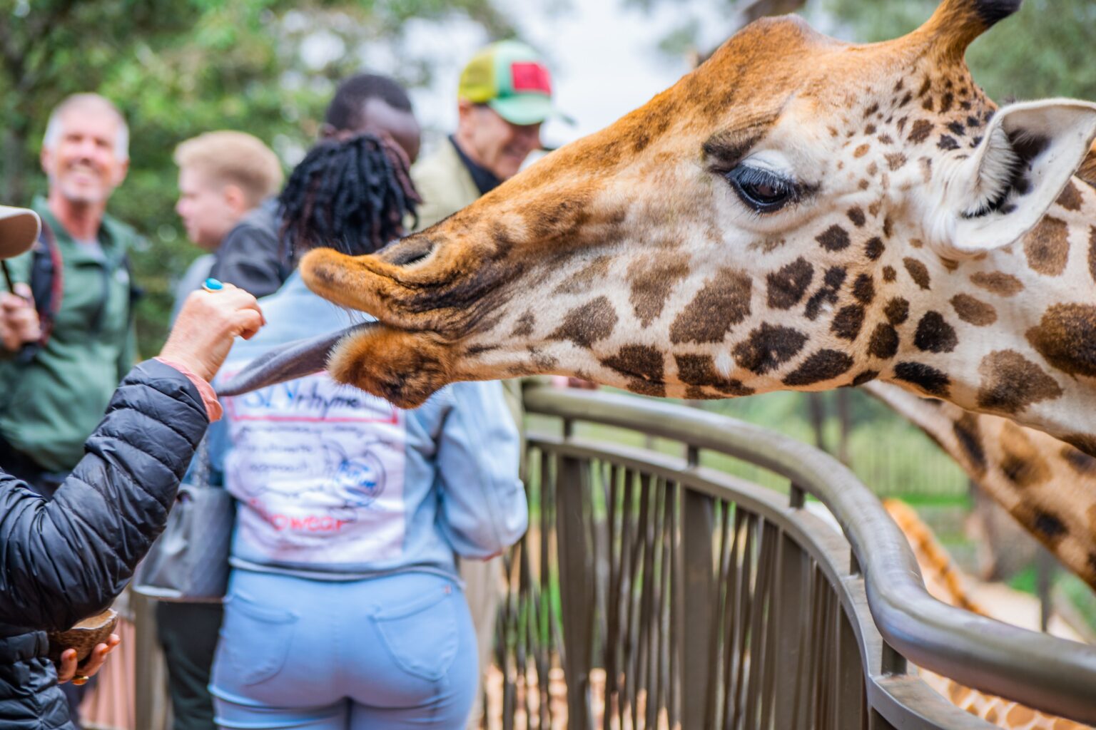 Giraffe Centre Nairobi Giraffe Centre Nairobi