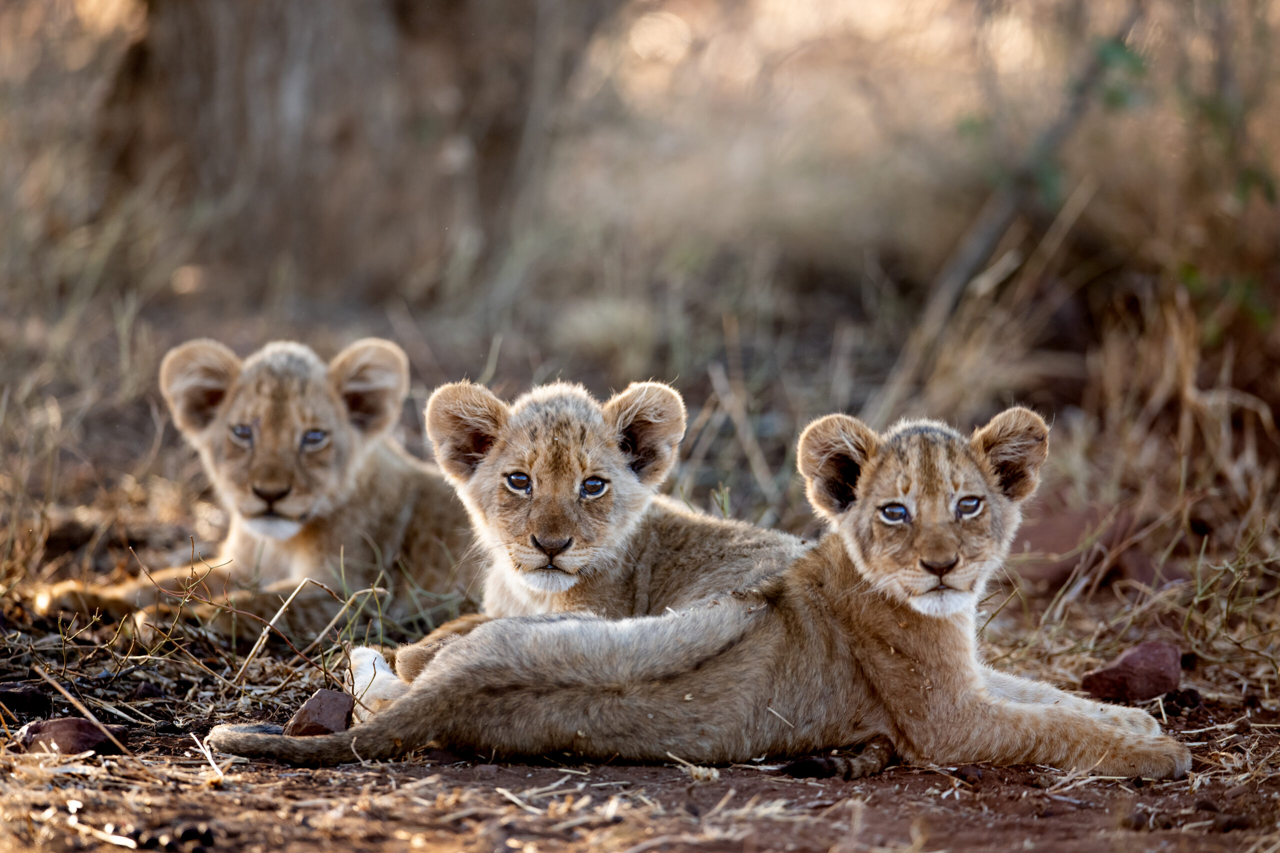 Singita Kruger National Park _ Lion_Ross Couper