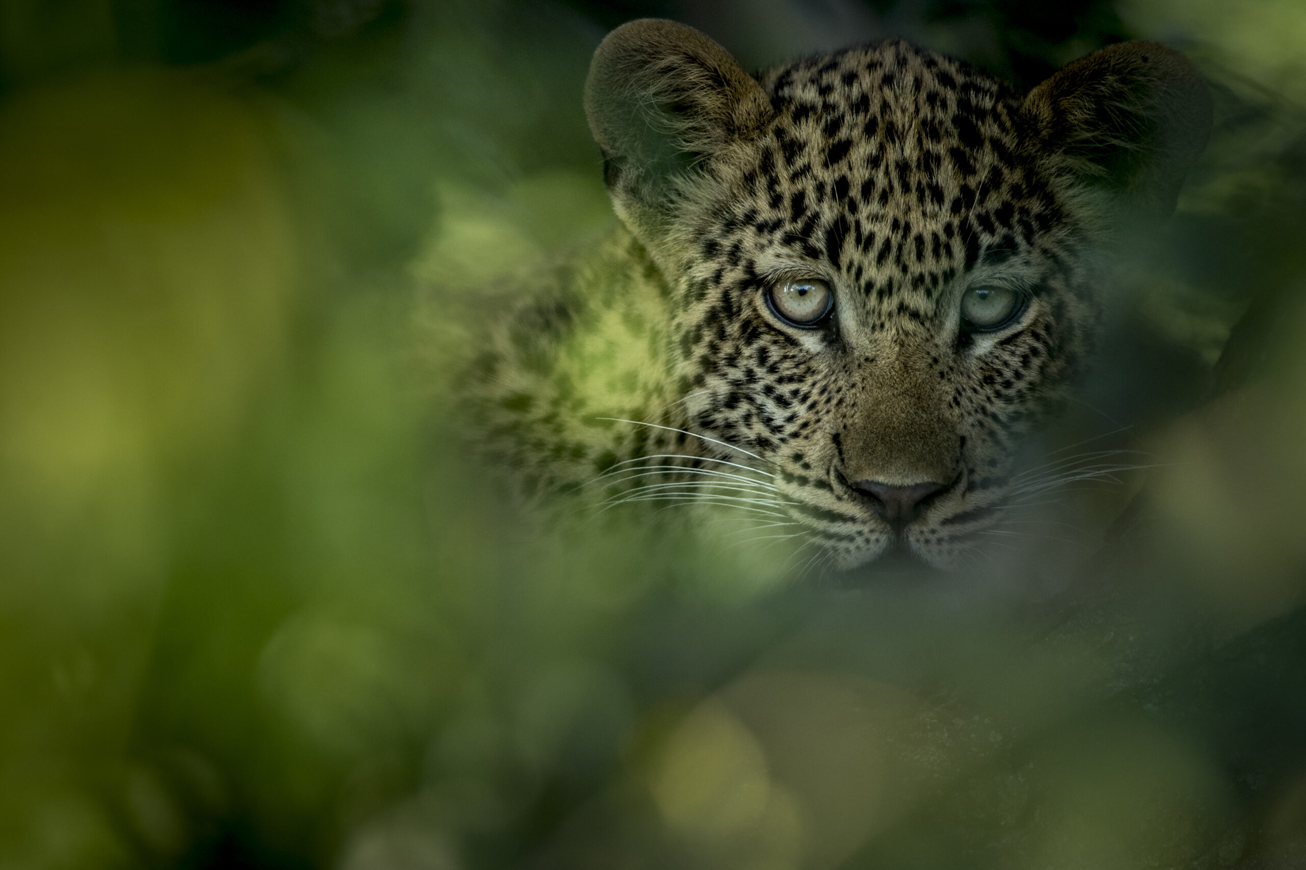 Singita Kruger National Park_Leopard