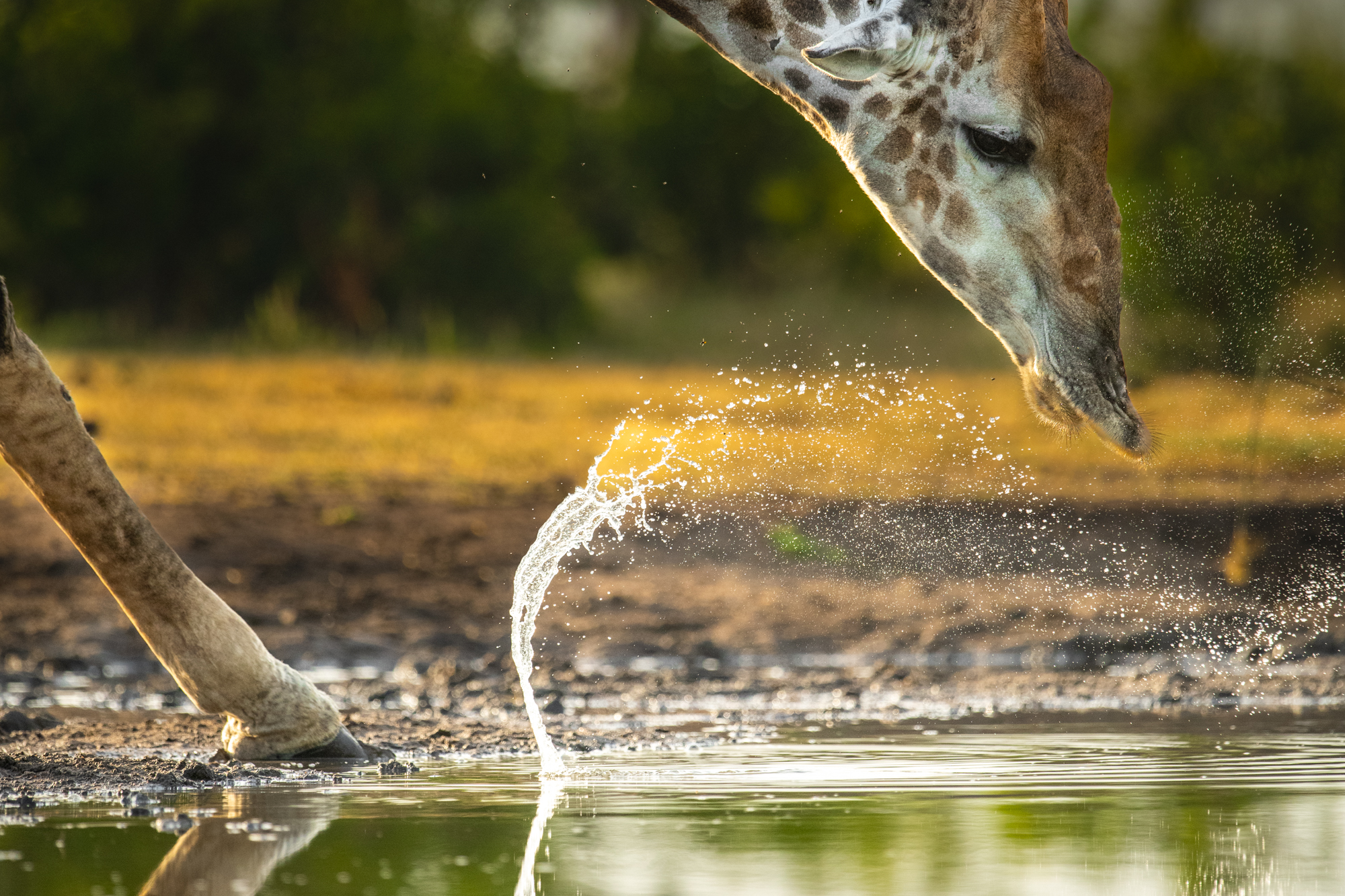 Singita Sabi Sand_Giraffe_Ross Couper