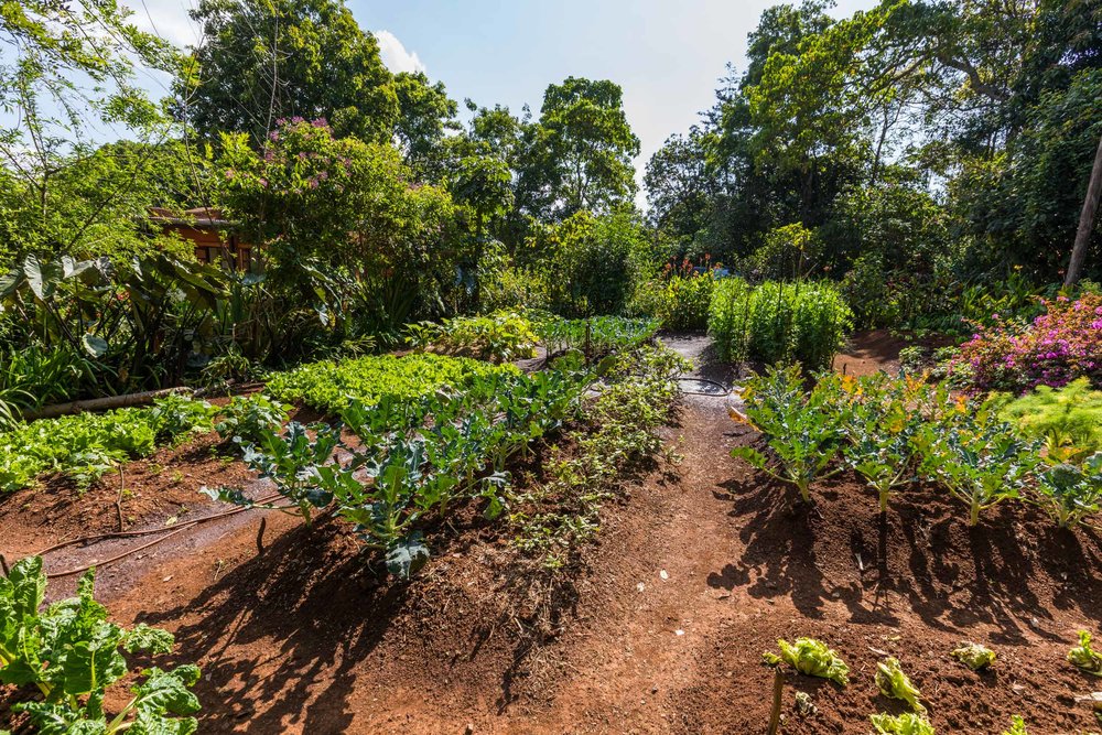 Kiambethu+Tea+Farm+-5
