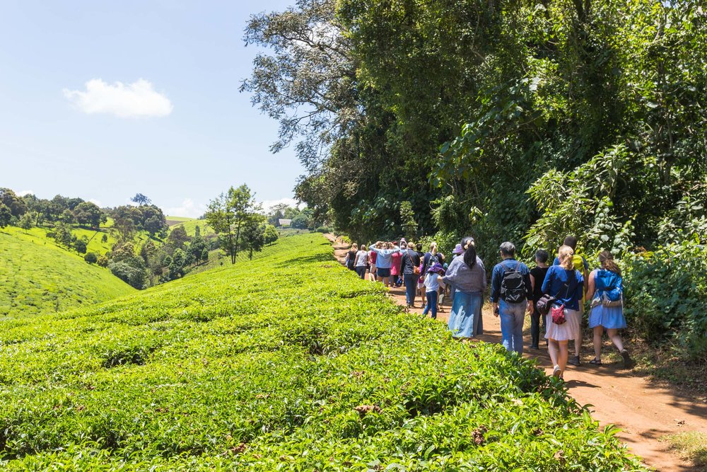 Kiambethu+Tea+Farm+-70 (1)