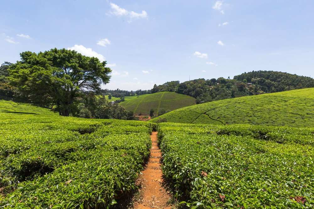 Kiambethu+Tea+Farm+-73