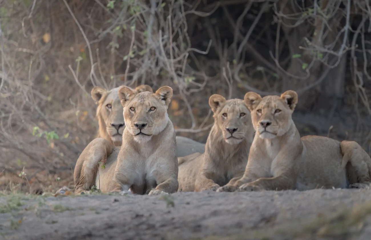 1700132715_Chobe-River-Front-Wildlife-202325-jpg