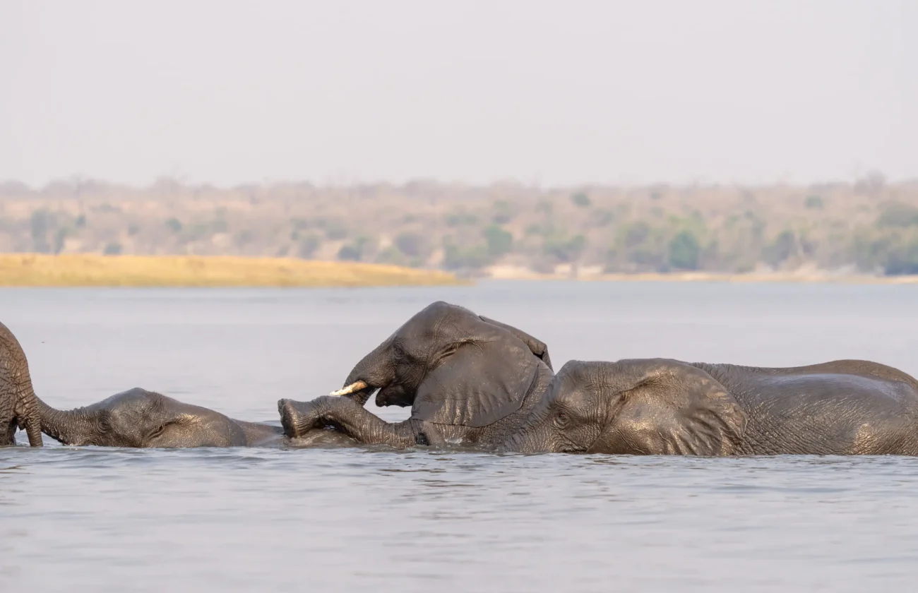 1700133656_Chobe-River-Front-Wildlife-202391-jpg