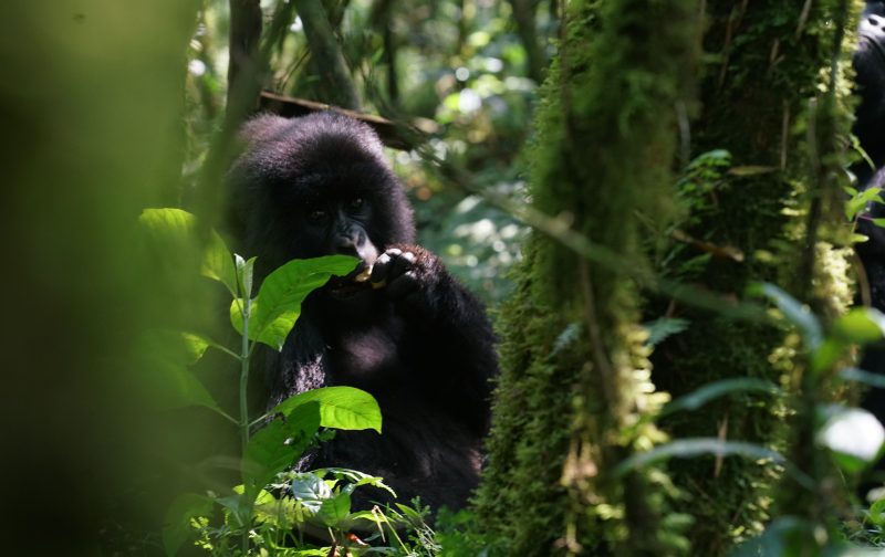 49197328903_33194adb83_k