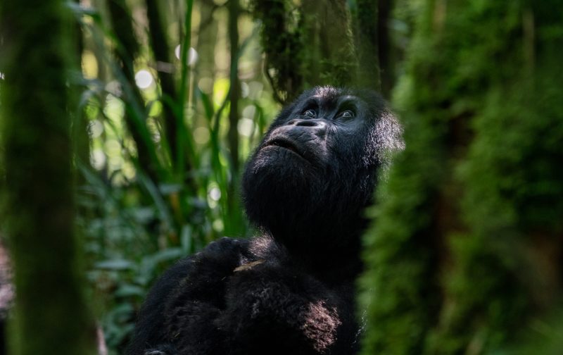 49197354168_aa6d846d18_k