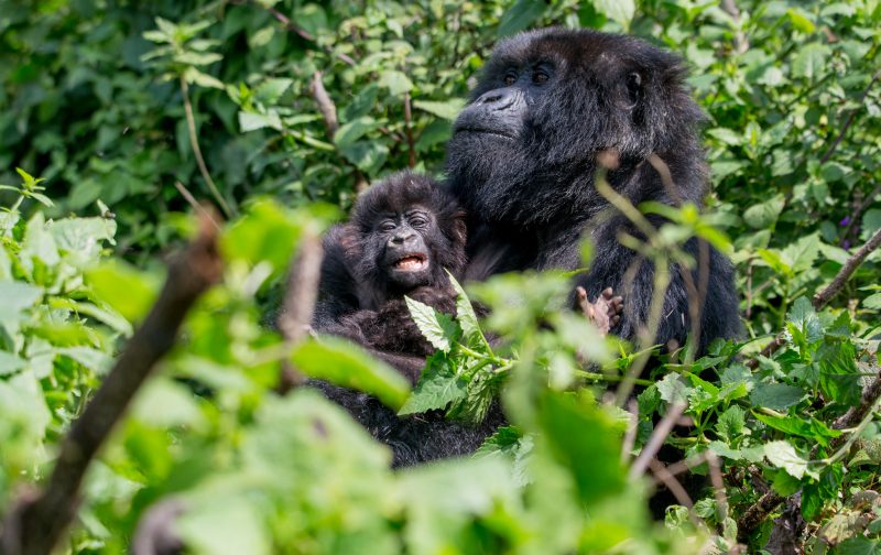 49198066347_a051b4f331_k