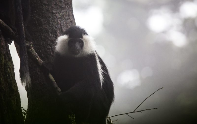 49198067218_3904778510_k