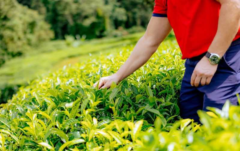 51869958824_02e81584e5_k