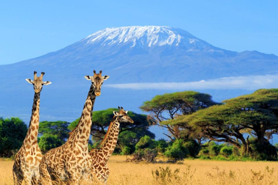 Amboseli-national-park-Kenya.-2