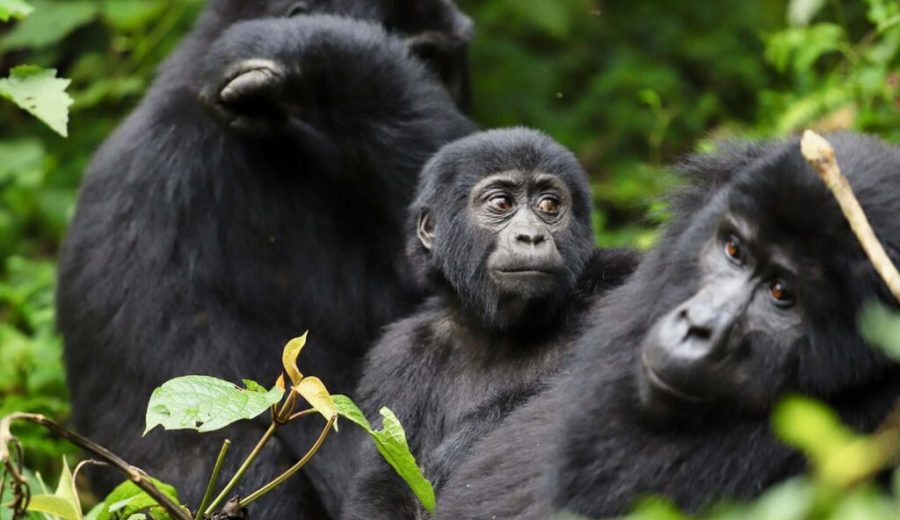Bwindi-Gorillas-1024x768