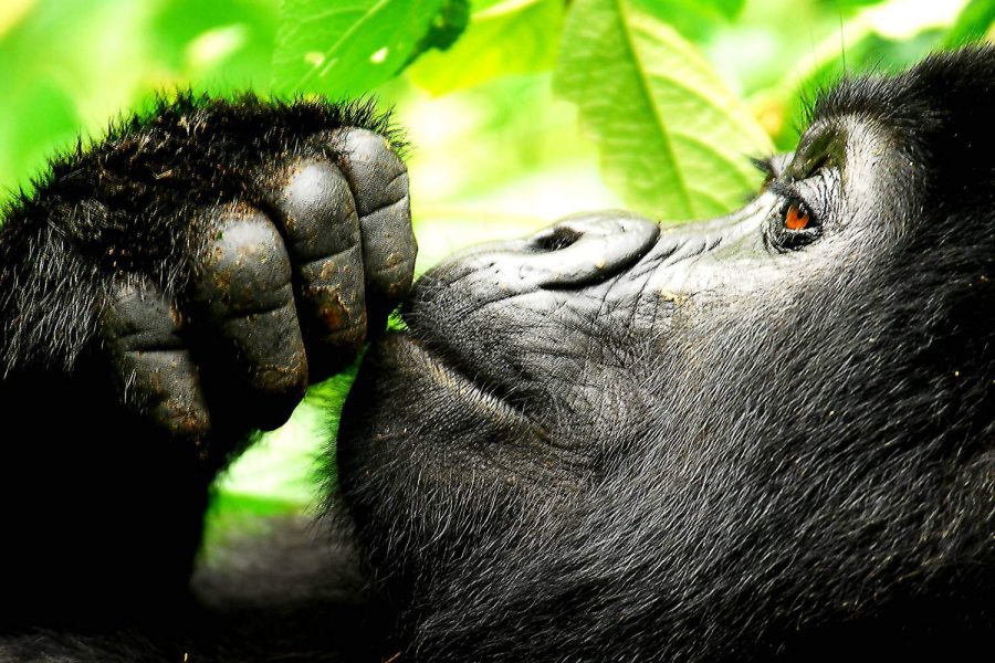 Bwindi Impenetrable National Park Uganda