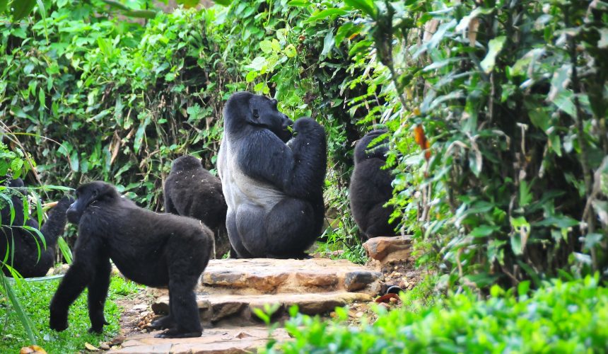 Bwindi Impenetrable National Park