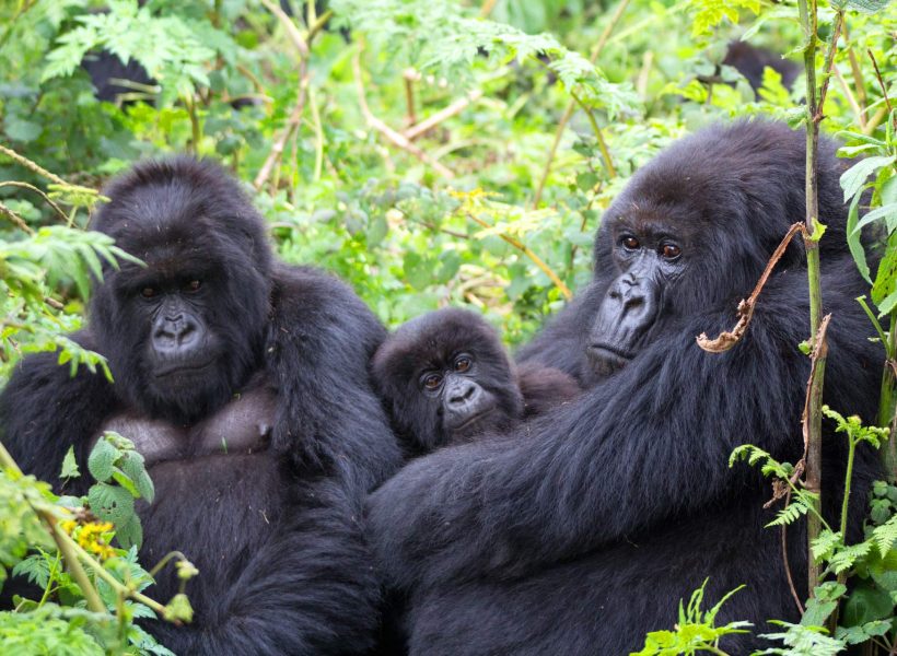 Bwindi Impenetrable National Park2