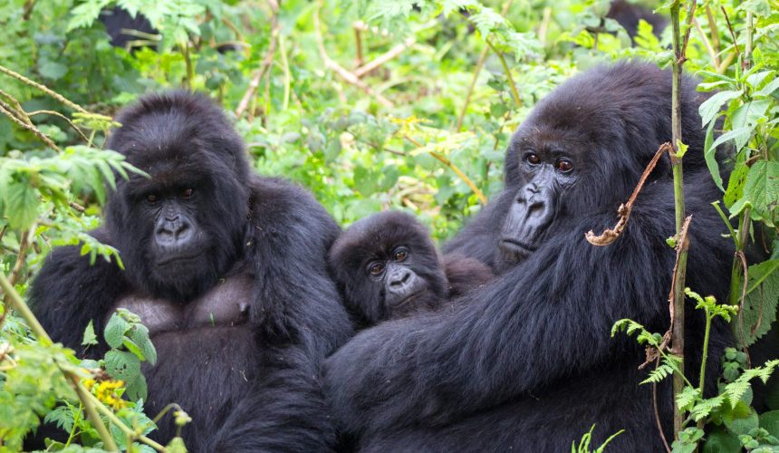 Bwindi Impenetrable National Park2