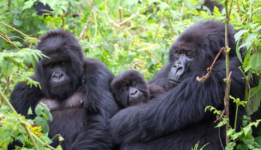 Bwindi Impenetrable National Park2