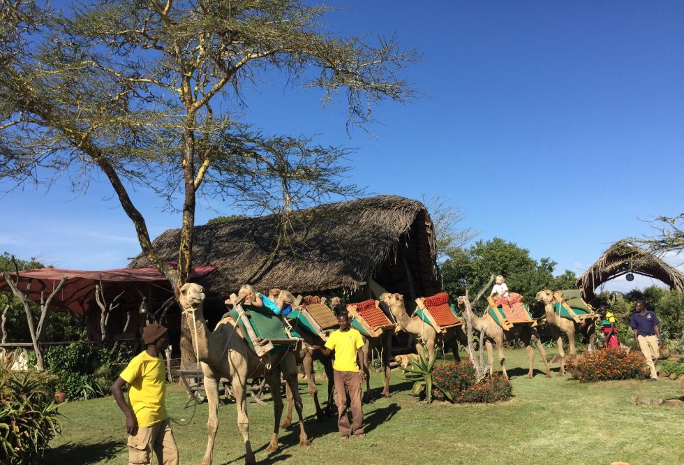 Camels in camp