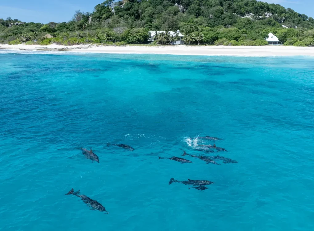 Cousine_Island_Private_Full_Resort_Luxury_Paradise_Beach_Tropical_Spaces_All_Inclusive_Areas_Seychelles_K_2edc42da1c