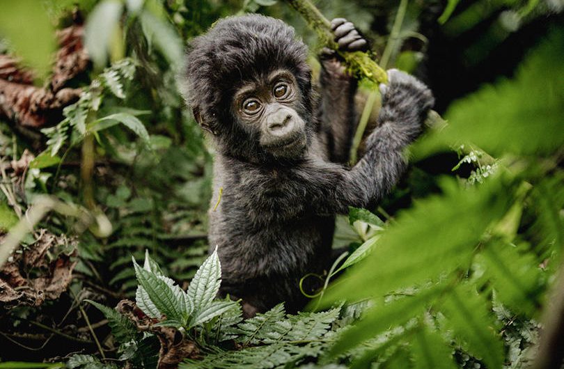 Erebero Hills Baby Gorilla in the Bushes