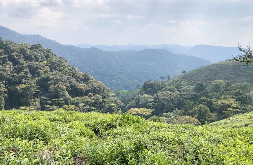 Erebero Hills Bwindi Impenetrable Forest River