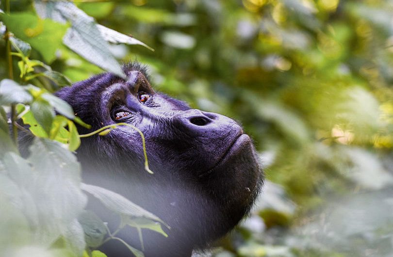 Erebero Hills Gorilla Looking Up