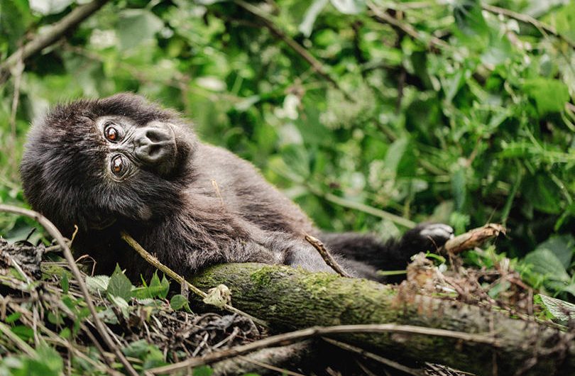 Erebero Hills Gorilla Relaxing