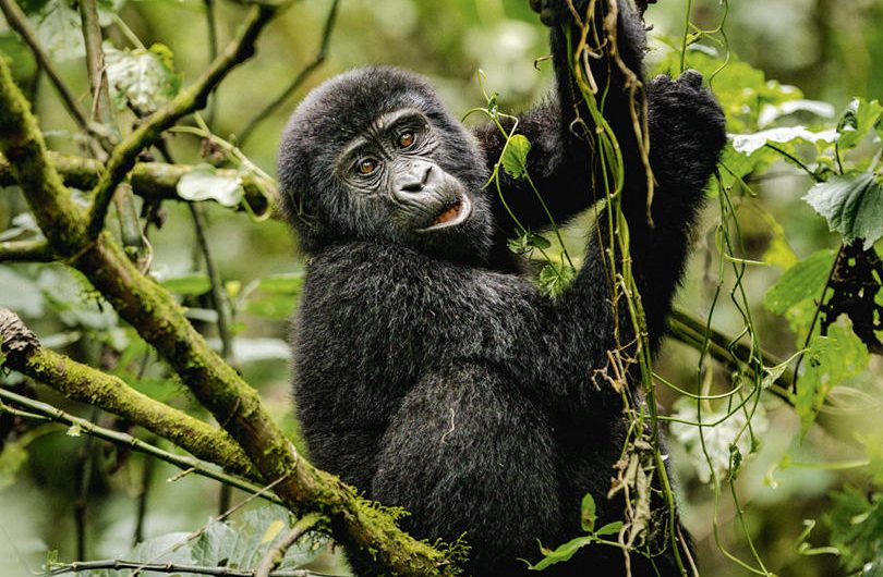Erebero Hills Gorilla in the Trees