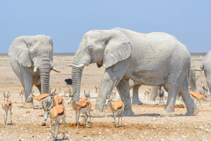 Etosha2