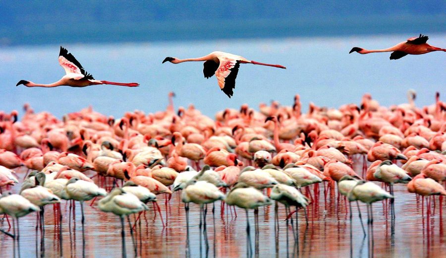 Lake  Manyara National Park