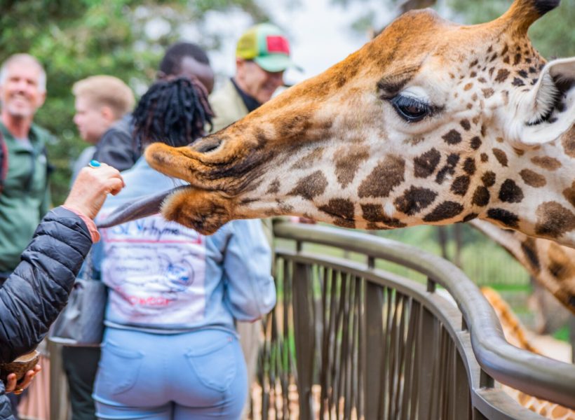 Giraffe Centre