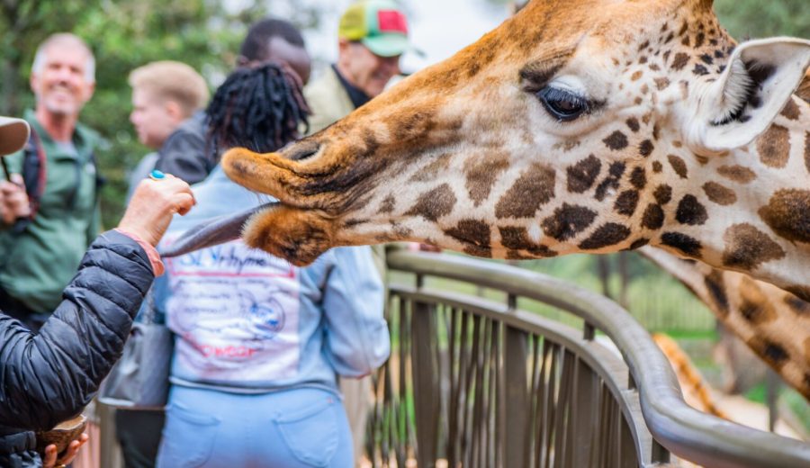Giraffe Centre