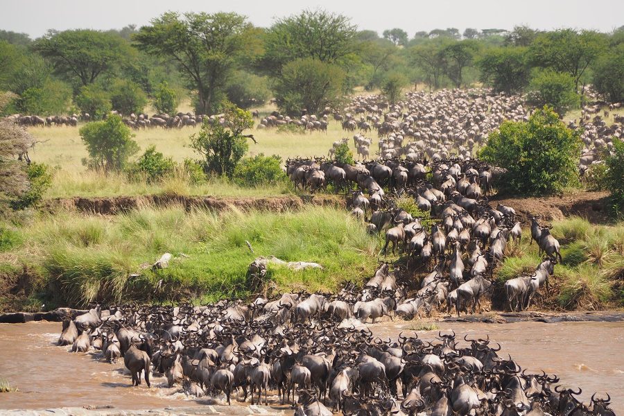 Great-migration-wildebeest-Tanzania