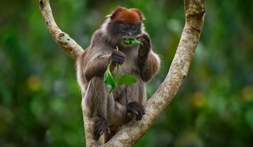 Kibale Forest N.P