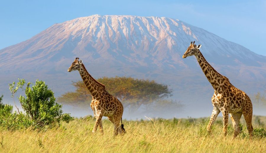 Mt Kilimanjaro