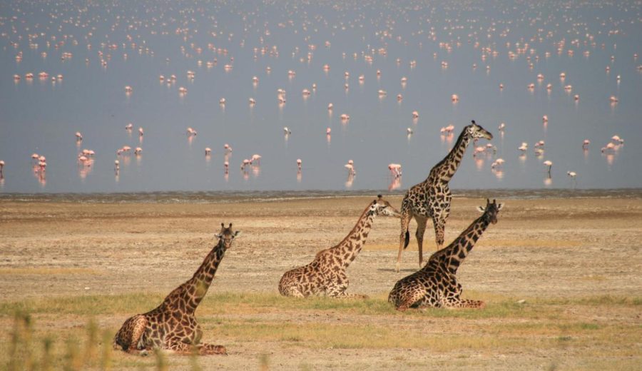 Lake  Manyara National Park