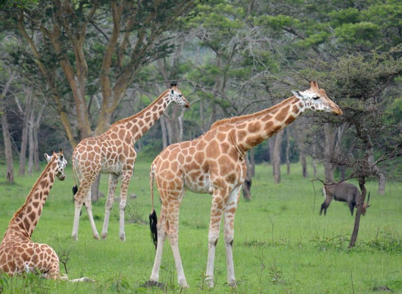 Lake Mburo National Park