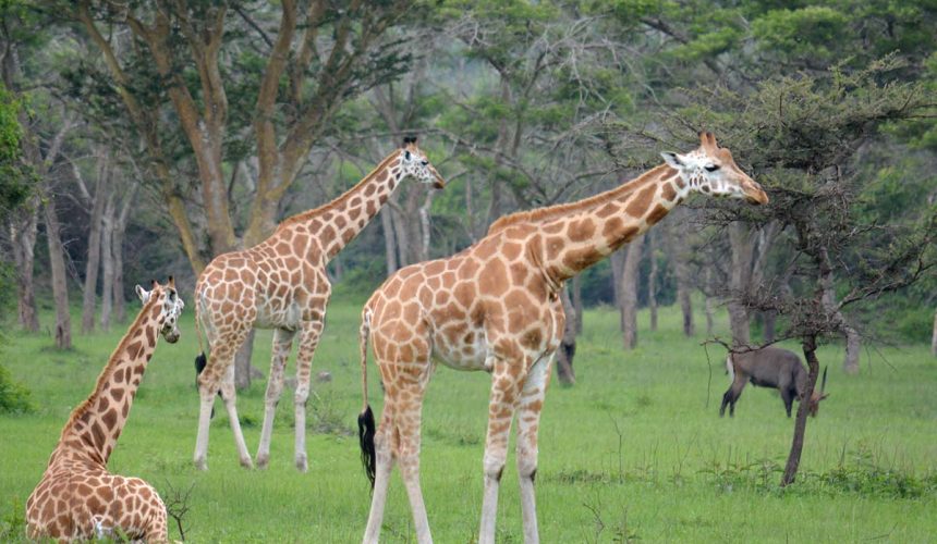 Lake Mburo National Park