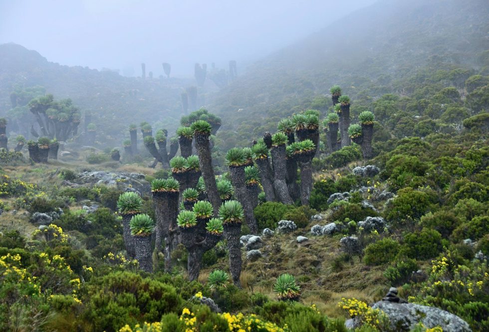 Mount_Kilimanjaro_Endemic_Plants_Senecio