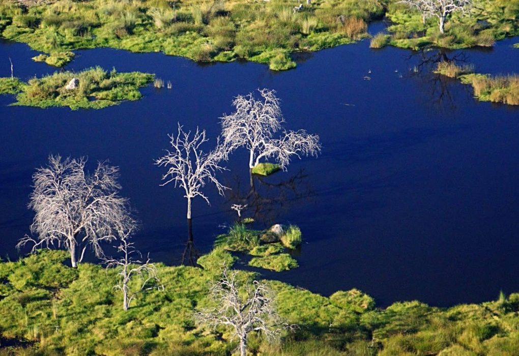 Okavango-bare-tees-in-water-scaled