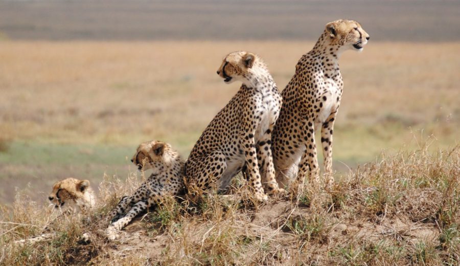 Serengeti