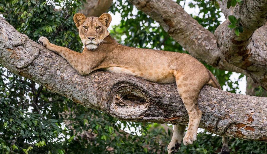 Shutterstock_Uganda_Wildlife_LionessUpATreejpg