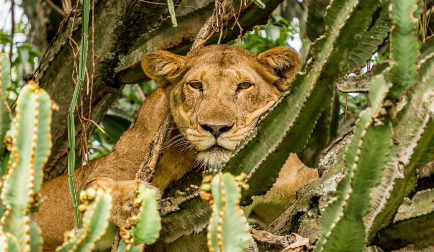 Tree-Climbing-Lion