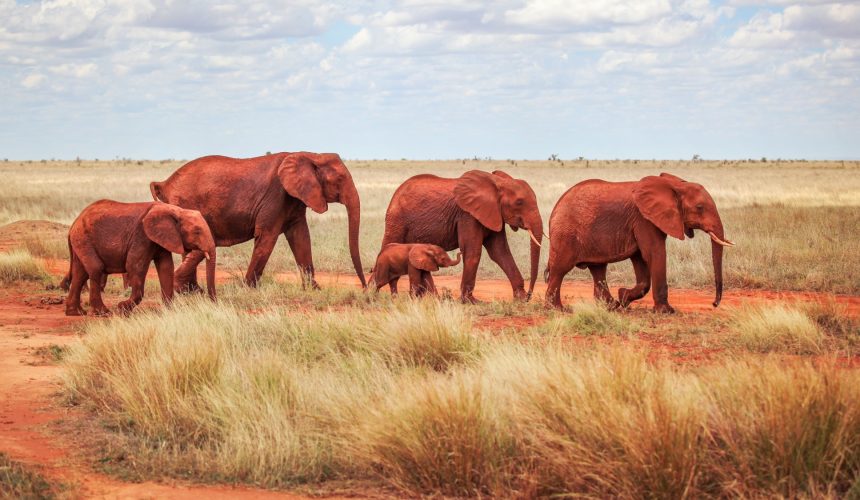 Tsavo-national-park-kenya-red-elephants-208520498