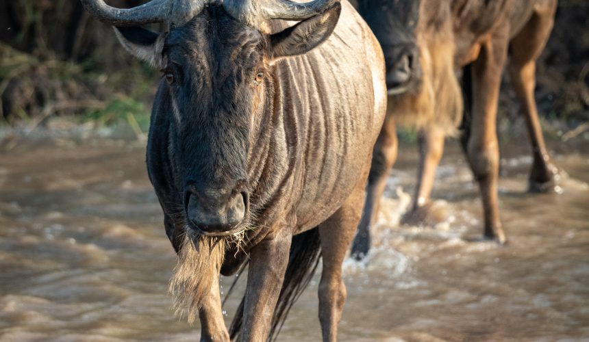 Two blue wildebeest cross river towards camera © Nick Dale Photography/ Cottar's Safaris