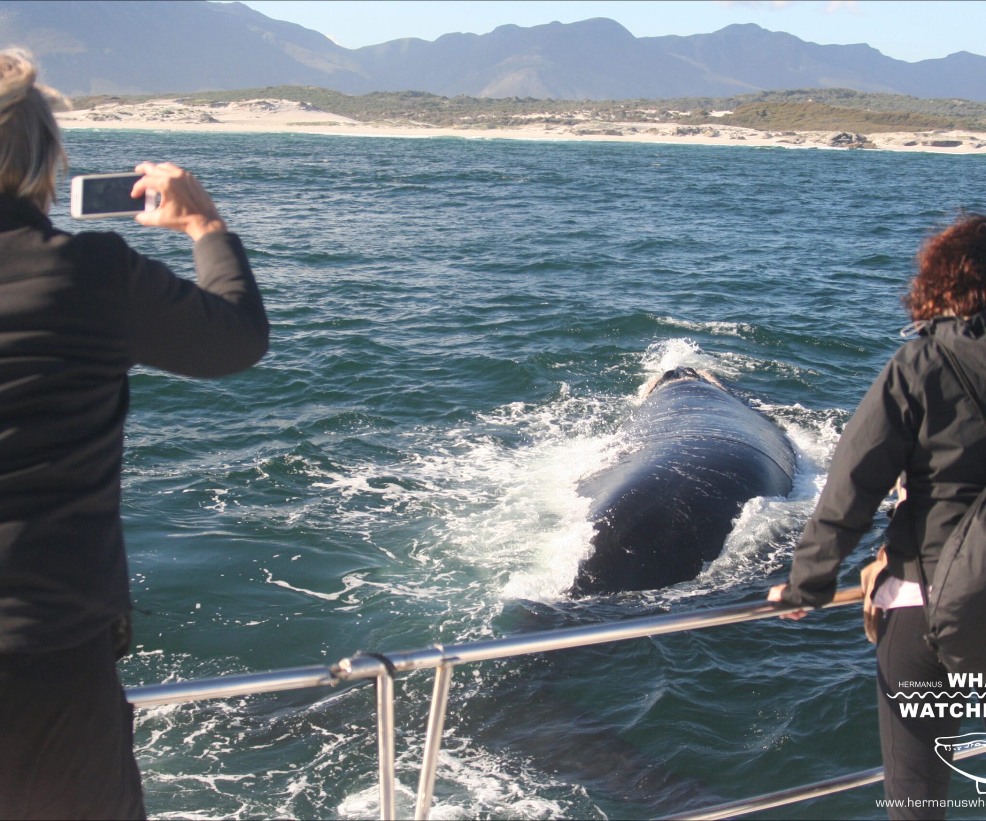 Whale_Close_boat61