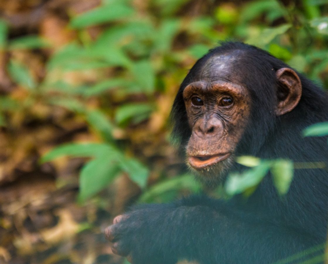 Chimpanzee-Trekking-in-Kibale-National-Park-TW-Safaris