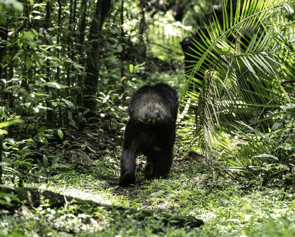 Chimpanzee-Trekking-in-Kibale-National-Park-TW-Safaris