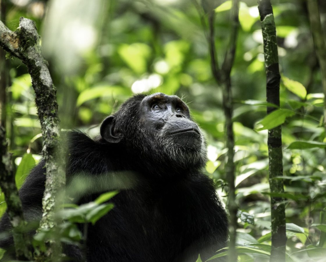 Chimpanzee-Trekking-in-Kibale-National-Park-TW-Safaris