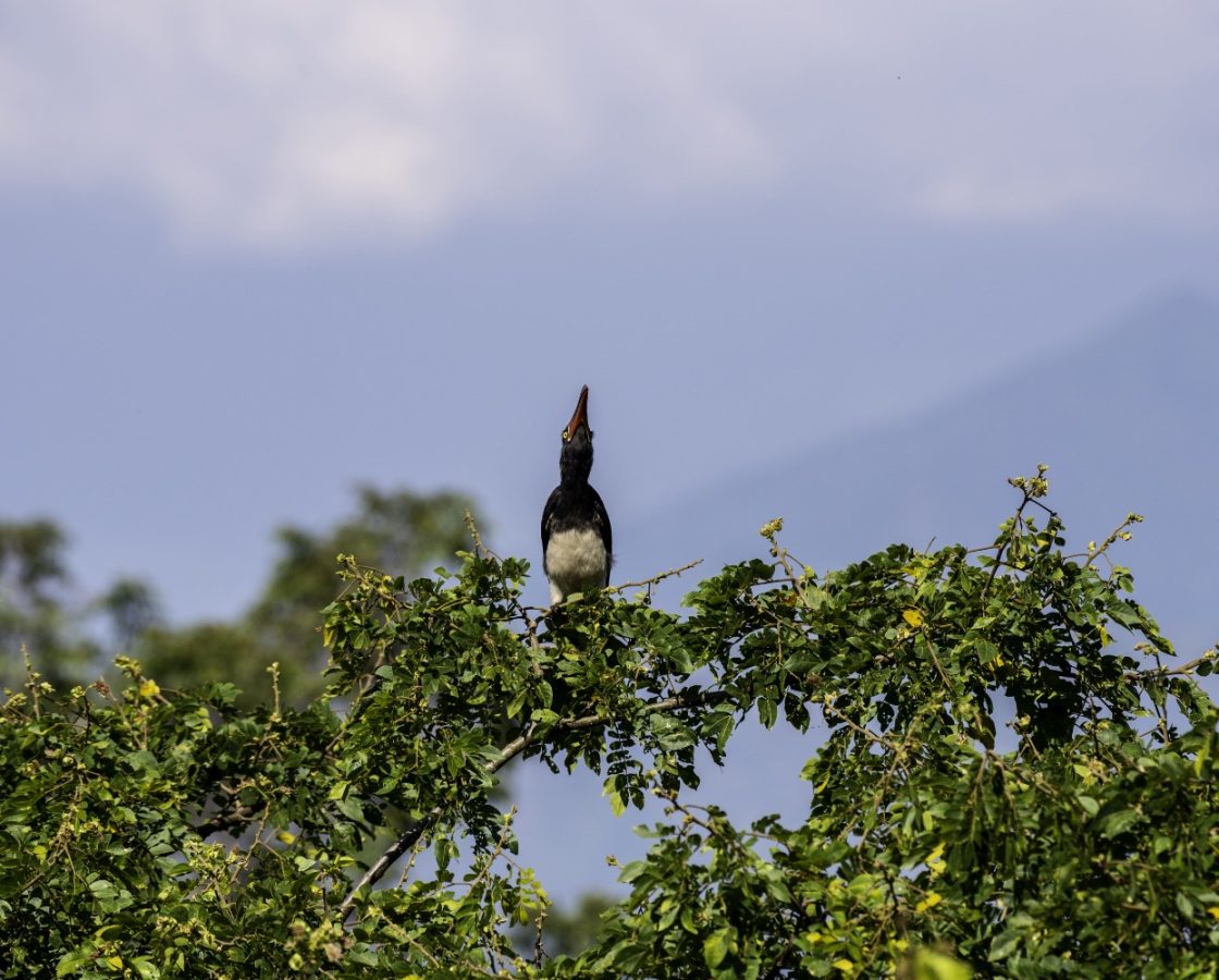 Chimpanzee-Trekking-in-Kibale-National-Park-TW-Safaris